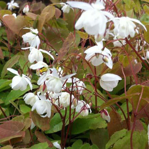 Bakker - Epimedium Niveum - Epimedium youngianum niveum - Plantes d'extérieur