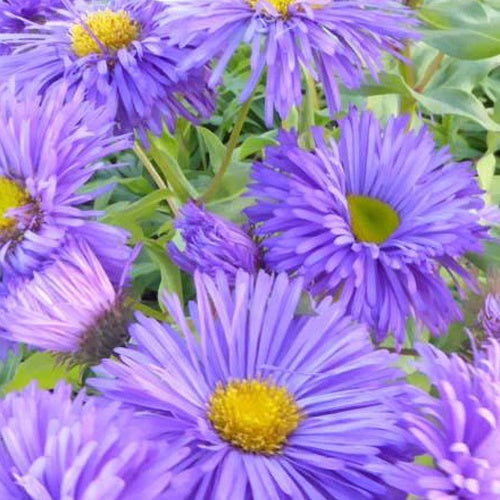 Vergerette Azure Beauty - Erigeron - Bakker