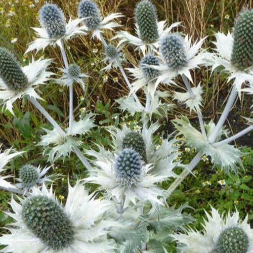 Bakker - Panicaut géant - Eryngium giganteum - Plantes d'extérieur