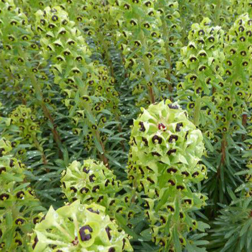 Bakker - Euphorbe characias Black Pearl - Euphorbia characias black pearl - Plantes d'extérieur