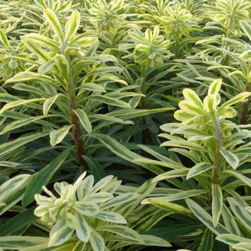 Bakker - Euphorbe des vallons Burrow Silver - Euphorbia characias burrow silver - Plantes d'extérieur