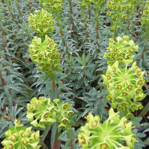 Euphorbe characias Blue Wonder - Bakker