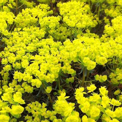 Bakker - Euphorbe petit-cyprès Clarice Howard - Euphorbia cyparissias clarice howard - Plantes d'extérieur