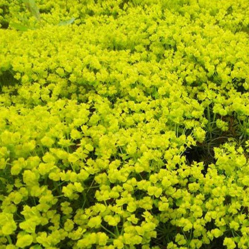 Euphorbe petit-cyprès Fens Ruby - Euphorbia cyparissias fens ruby - Bakker