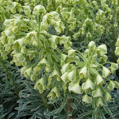 Bakker - Euphorbe des garrigues Glacier Blue - Euphorbia characias glacier blue - Plantes d'extérieur