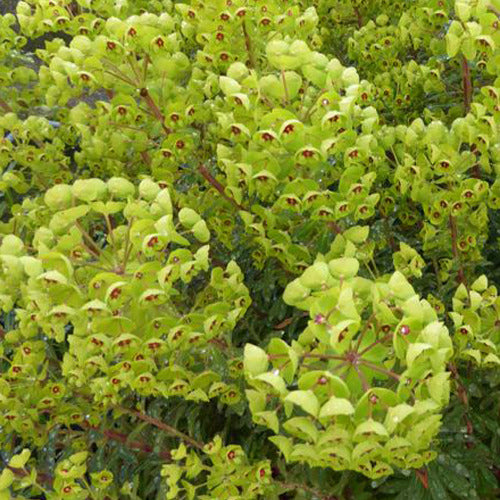 Bakker - Euphorbe de Martin - Euphorbia martinii - Plantes d'extérieur