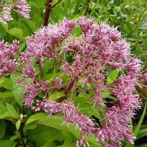 Bakker - Eupatoire maculée Phantom - Eupatorium maculatum phantom - Plantes d'extérieur