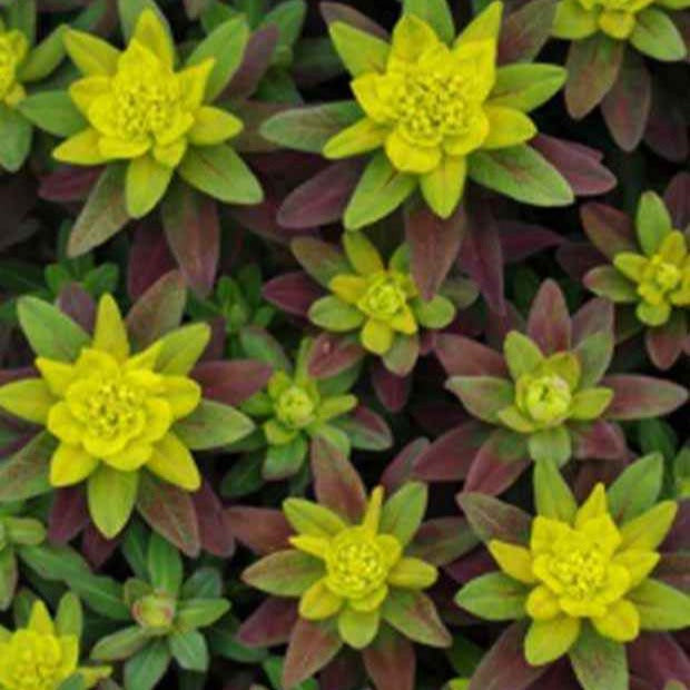 Euphorbe polychrome Purpurea - Euphorbia polychroma purpurea - Bakker