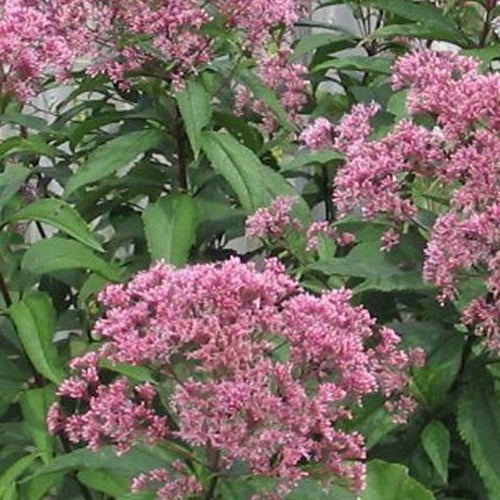 Eupatoire pourpre - Bakker