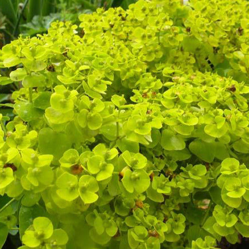 Bakker - Euphorbe de Sibérie - Euphorbia seguieriana subsp. niciciana - Plantes d'extérieur