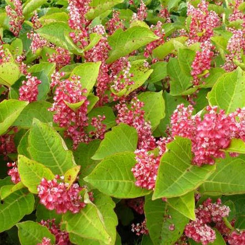 Bakker - Renouée du Japon - Reynoutria compacta - Plantes d'extérieur