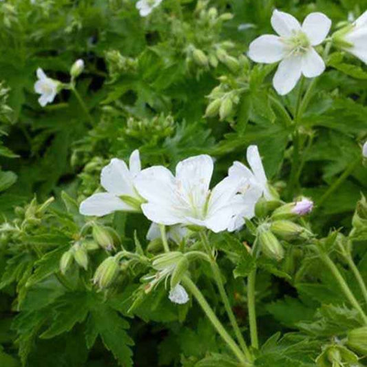 Géranium vivace des bois Album - Bakker.com | France