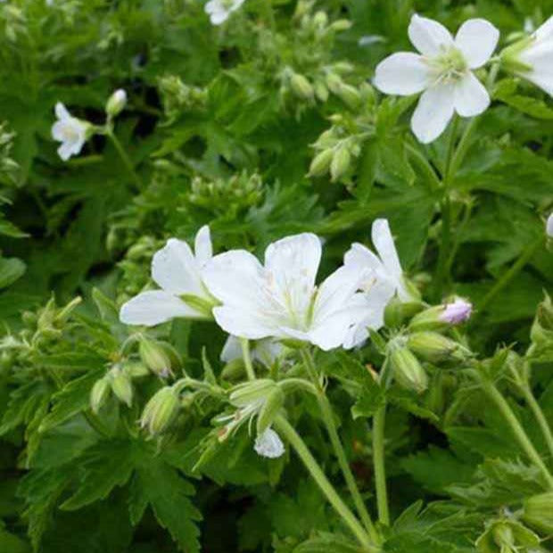 Géranium vivace des bois Album - Bakker