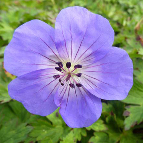 Bakker - Géranium vivace Azure Rush - Geranium azure rush - Plantes d'extérieur