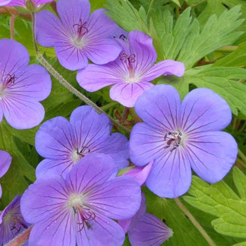 Géranium vivace Blue Sunrise - Bakker