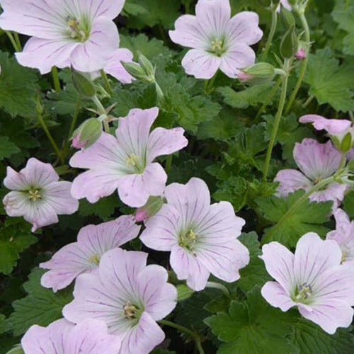 Vente Géranium vivace Dreamland - Geranium bremdream dreamland