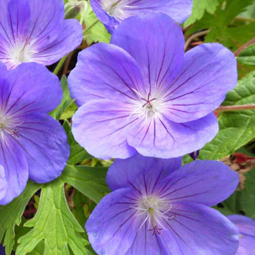 Bakker - Géranium vivace Eureka Blue - Geranium eureka blue - Plantes d'extérieur