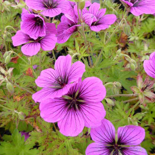 Géranium vivace Matu Vu - Bakker