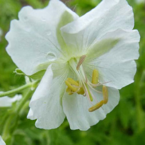 Bakker - Géranium vivace à fleurs blanches - Geranium phaeum album - Plantes d'extérieur