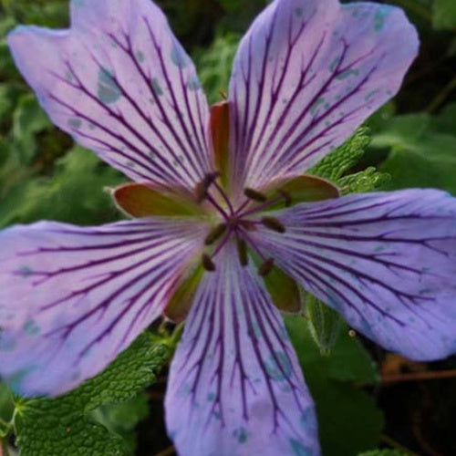 Géranium vivace Zetterlund - Bakker