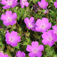 Géranium vivace sanguin Aviemore - Bakker