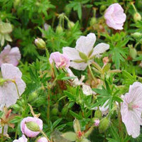 Géranium vivace sanguin Compactum - Bakker