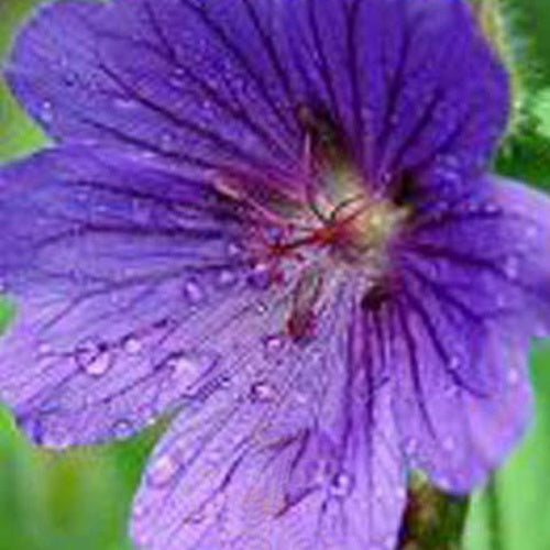 Géranium vivace sanguin Shooting Star - Bakker