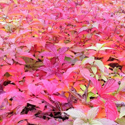 Spirée à trois feuilles