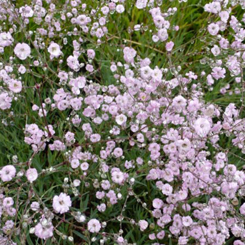 Bakker - 3 Gypsophiles Schneeflocke - Gypsophila rosenschleier - Plantes d'extérieur