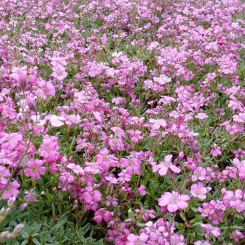 Bakker - 3 Gypsophiles Rosenschleier - Gypsophila repens rosea - Plantes d'extérieur