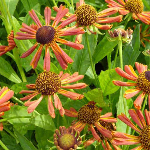 Bakker - Hélénie Loysder Wieck - Helenium loysder wieck - Plantes d'extérieur