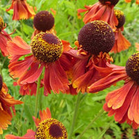 Bakker - Hélénie Moerheim Beauty - Helenium moerheim beauty - Plantes d'extérieur