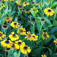 Hélénie Wyndley - Helenium wyndley - Bakker