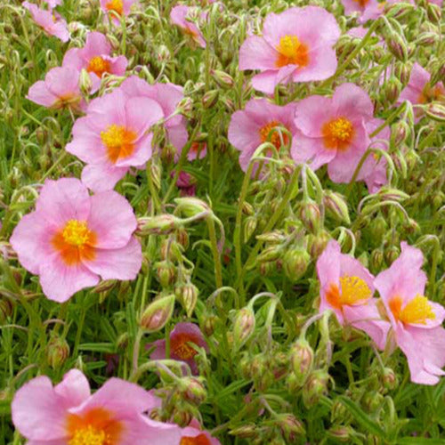 Bakker - 3 Hélianthèmes Lawrensons Pink - Helianthemum lawrensons pink - Plantes d'extérieur