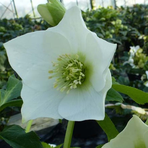 Bakker - Héllébore d'Orient White Lady - Helleborus orientalis white lady - Plantes d'extérieur