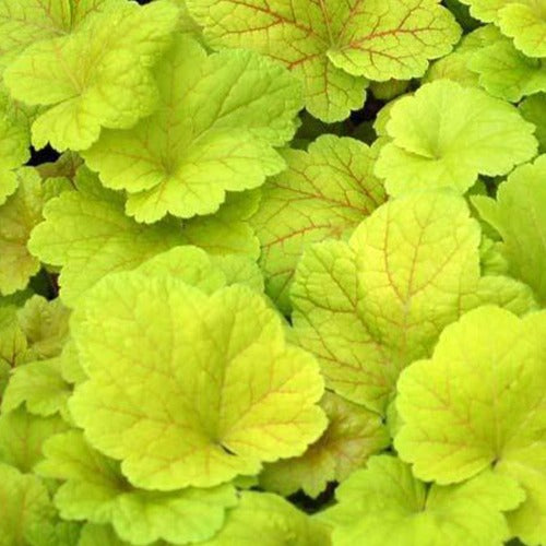 Bakker - Heuchère Electric Lime - Heuchera electric lime - Plantes d'extérieur