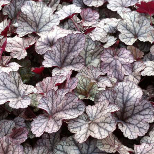 Bakker - Heuchère Silver Scrolls - Heuchera silver scrolls - Plantes d'extérieur