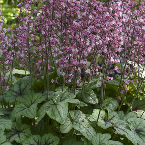 Heucherella Pink Fizz - Bakker