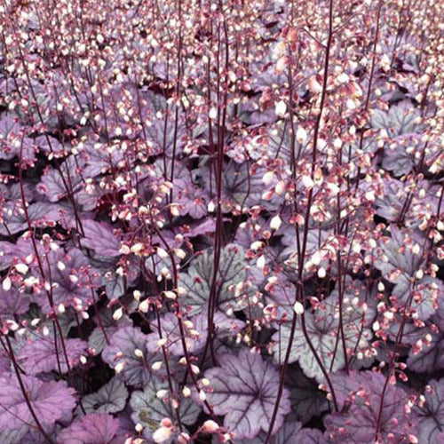 Bakker - Heuchère Sugar Plum - Heuchera sugar plum - Plantes d'extérieur