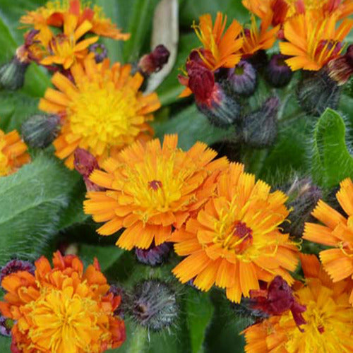 Bakker - 3 Épervières orangées - Hieracium aurantiacum - Plantes d'extérieur