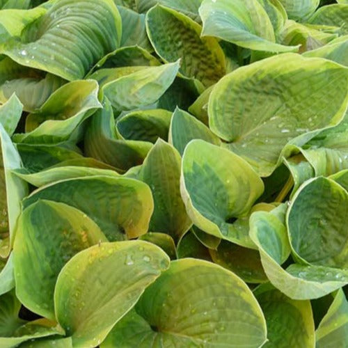 Bakker - Hosta August Beauty - Hosta august beauty - Plantes d'extérieur