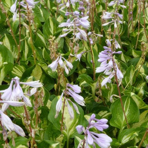 Bakker - Hosta Center of Attention - Hosta center of attention - Plantes d'extérieur