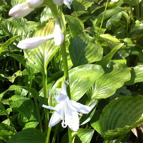 Bakker - Hosta Royal Standard - Hosta hybride royal standard - Plantes d'extérieur