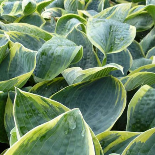 Bakker - Hosta Sugar Daddy - Hosta sugar daddy - Plantes d'extérieur