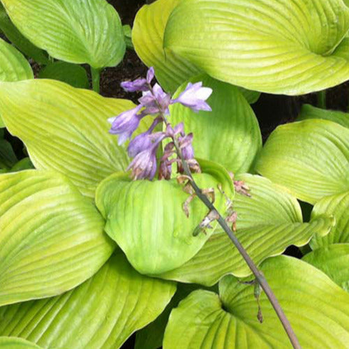 Bakker - Hosta Sum and Substance - Hosta sum and substance - Plantes d'extérieur