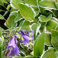 Hosta de Siebold Ginko Craig - Bakker