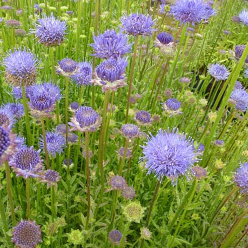 Jasione lisse Blaulicht - Bakker