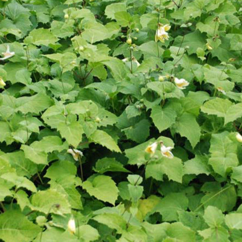 Bakker - Fleur de cire de Corée - Kirengeshoma koreana - Plantes d'extérieur