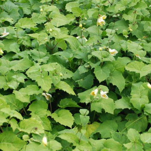 Fleur de cire de Corée - Bakker