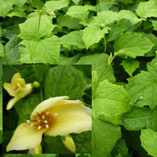 Bakker - Fleur de cire - Kirengeshoma palmata - Plantes d'extérieur